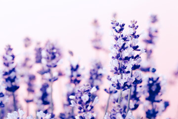 Obraz na płótnie Canvas Lavender flowers.