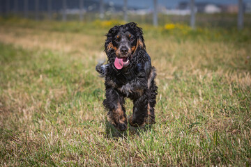 running cocker spaniel