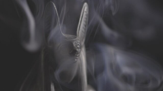 stone statue of egyptian god anubis in smoke on black background