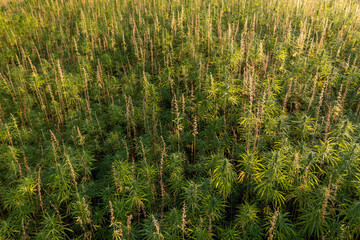 CBD hemp field, thickly planted stems of green industrial plants, top down aerial shot.