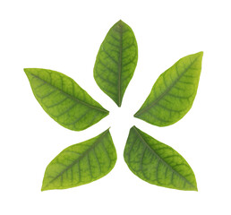 Lime berry or eclipta prostrata branch green leaves isolated on white background.