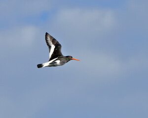 Oystercatcher bird in flight against the sky. bird watching