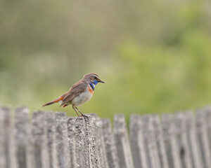 Bluethroat bird sits on an old wooden fence. bird watching