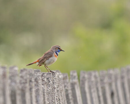 Bluethroat bird sits on an old wooden fence. bird watching