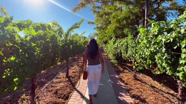 Woman Walking Through Vineyard In Temecula On Clear Sunny Day. Follow Shot, Viewed From Behind