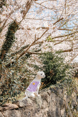 봄나들이 강아지 말티즈 