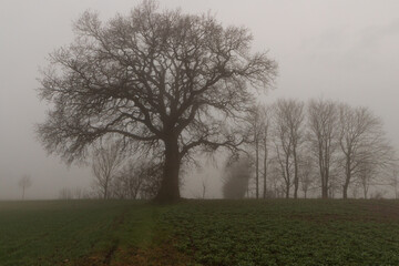 Fototapeta premium Eiche ohne Laub am Feld im Nebel.
