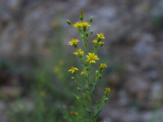 flowers on a branch