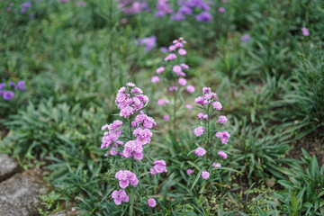 purple flowers in the garden