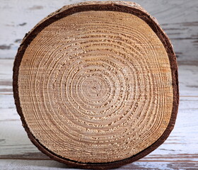 Tree cross section. A look with neatly cut age rings and texture.