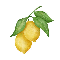 Lemon fruit with leaves. Hand draw watercolor illustration isolated on white background