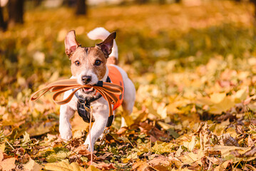 Dog running in Fall park with accessories for professional dog walker: leash, harness, safety vest and dog tag