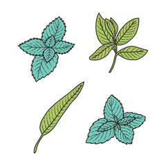Sprig of mint, Salvia officinalis, spice, fragrant herbs - vector illustration in cartoon style. Set of objects isolated on white background. Vector isolated icons. - 531036711