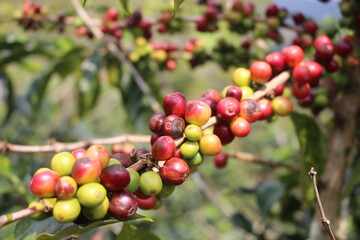 Coffee plantation in bolivian mountain jungle