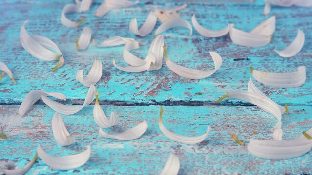 White chamomile petals on a light blue vintage wooden