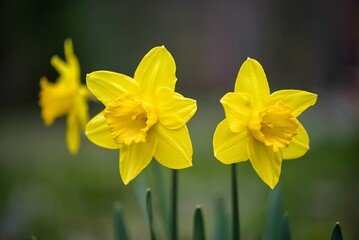 Closeup shot of two wild daffodils - obrazy, fototapety, plakaty