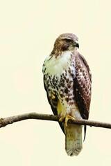 Fototapeta premium Beautiful shot of a hawk on a branch isolated on a beige background