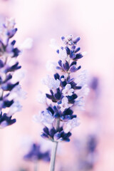 Lavender flowers.