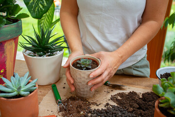 Woman is replanting a plant into a new brown pot. Many plants standing on a table.