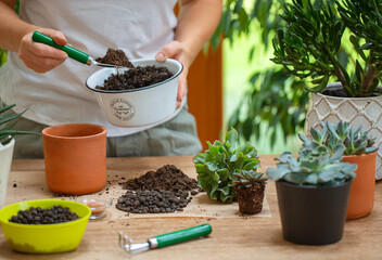 Woman is replanting a plant into a new brown pot. Many plants standing on a table. - 531038358