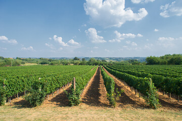 Fototapeta na wymiar Summer landscape showing vineyard field with ripe grapes on a sunny day