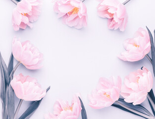 Pink tulip flowers on pastel background.