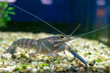 lobster on the rocks