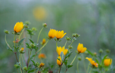 Yellow wildflower frame with copy space
