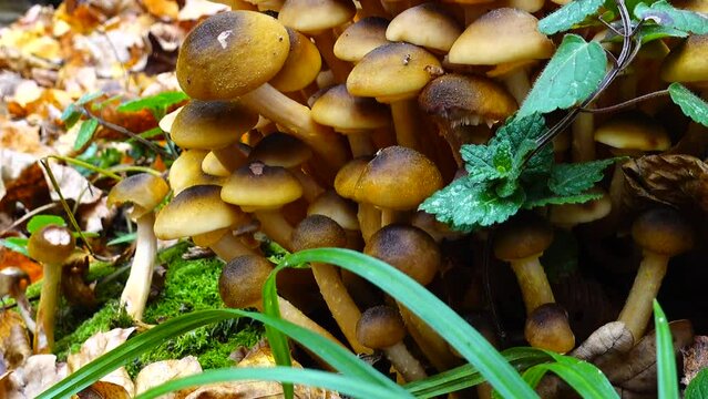 Honey fungus mushrooms in the fall forest.