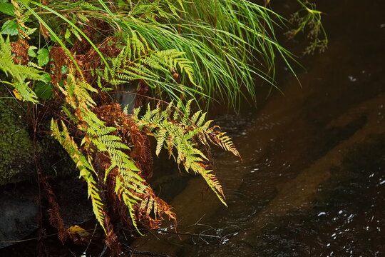 Fern on the bank of a forest river.