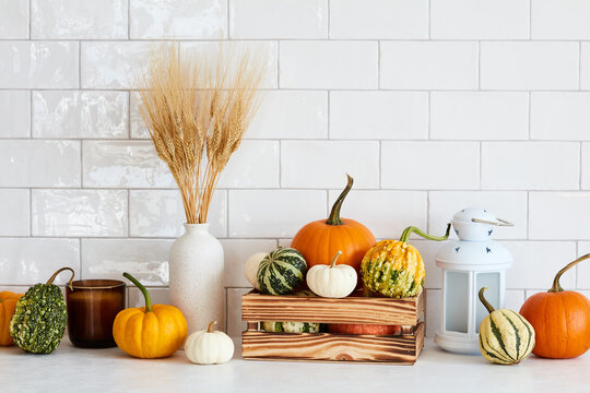 Still Life Pumpkins For Thanksgiving, Autumn Fall Home Decor And Vase Of Dry Wheat On Table In Nordic Kitchen Interior.