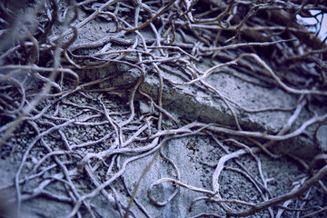 branches of plant, nature background