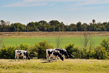 Cows grazing on grass on the bank of a river