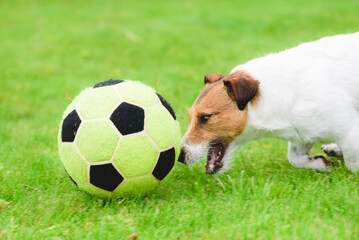 Dog demonstrates excellent dribbling skills chasing football (soccer) ball on high speed
