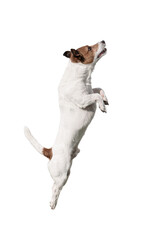 Small Jack Russell Terrier dog isolated on white background jumping up. Profile view
