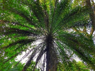 Fototapeta premium Beautiful scenic view of Palm trees in an Indian forest.