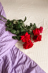 A bouquet of red roses lies on the white-lilac bed linen. Aesthetic minimalism. Greeting card with good morning