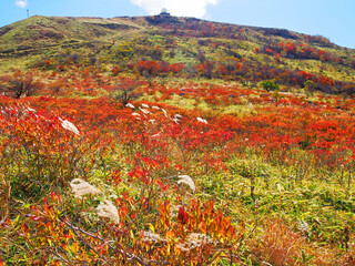 レンゲツツジの紅葉(長野県・霧ヶ峰)