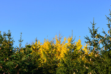 Early morning in autumn park 