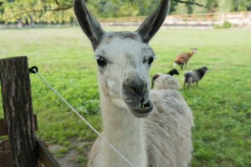 llama in the farm