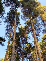 High beautiful pines in the mountains of Alanya