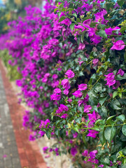 Fototapeta na wymiar Beautiful purple flowers on the street