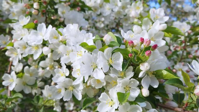 White apple season flower. Allergy macro video. Green grass. Bumblebee garden action. Beautiful blossom and organic flight. Ecology life concept. Slow motion. Springtime