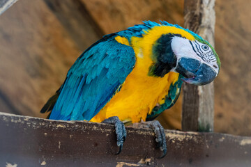 A beautiful bright parrot ara in the zoo