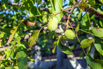 Greek Nuts Still Have Not Ripened On The Tree. Green walnuts gro