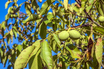 Greek Nuts Still Have Not Ripened On The Tree. Green walnuts growing on a tree, close up. Walnuts ripen on a tree with yellowing leaves