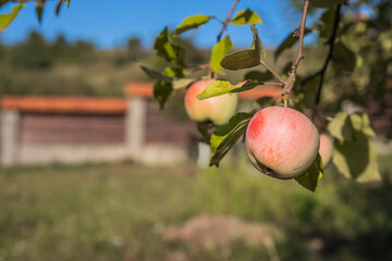 Ripe red-white apples on a branch on a summer day. Small fruits on the lush green trees, fruit ready to harvest.