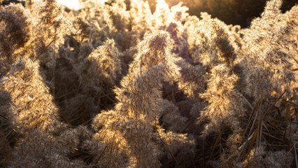 Naklejka na ściany i meble Reeds ripening in the sunset light