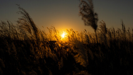 Obraz premium Reeds ripening in the sunset light