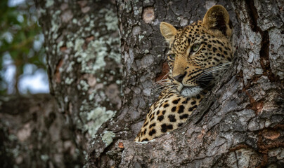 leopard in tree, in African wildlife conservation Area